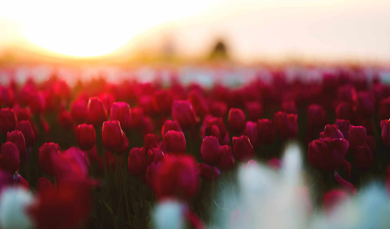 фото, red, flowers, stock, весна, bokeh, tulips