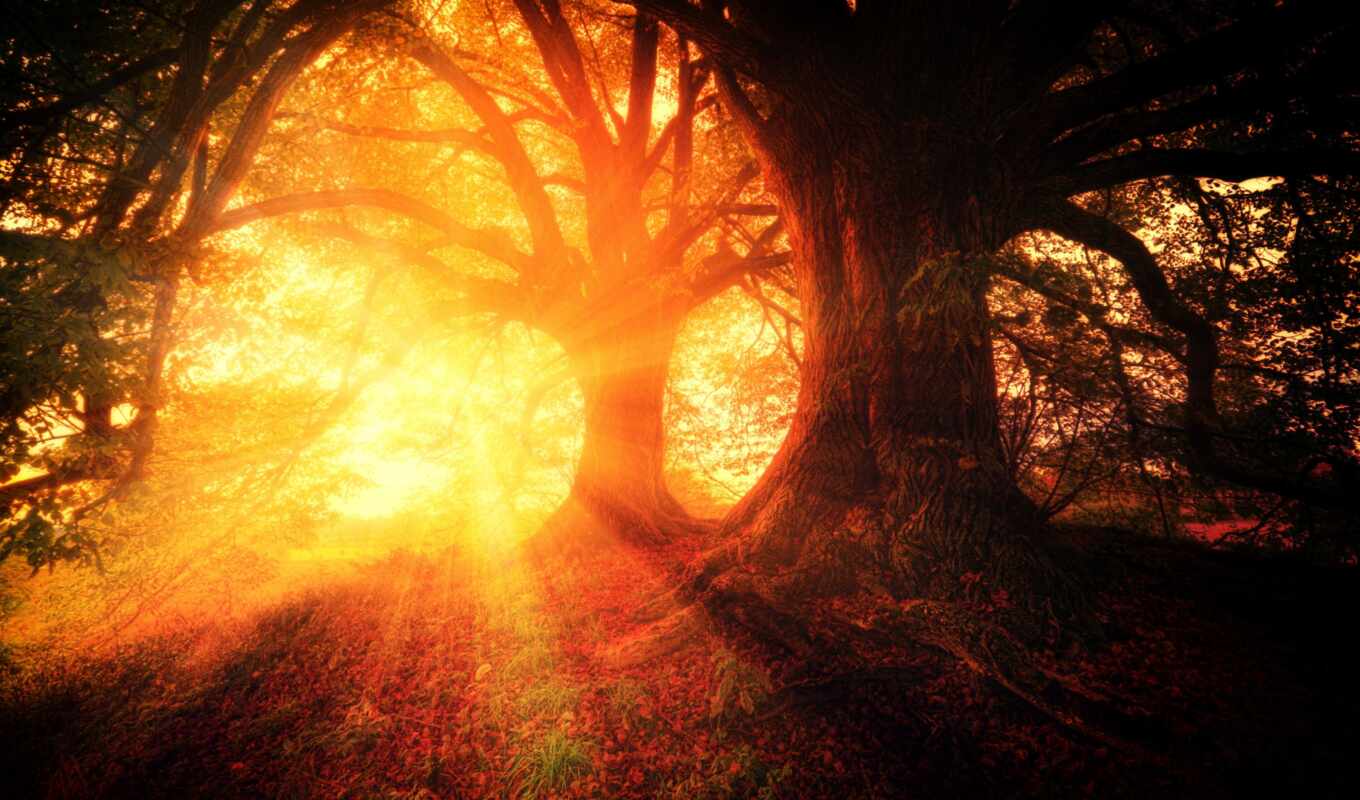 природа, дерево, лес, time, осень, день, equinox, conference, intelligence