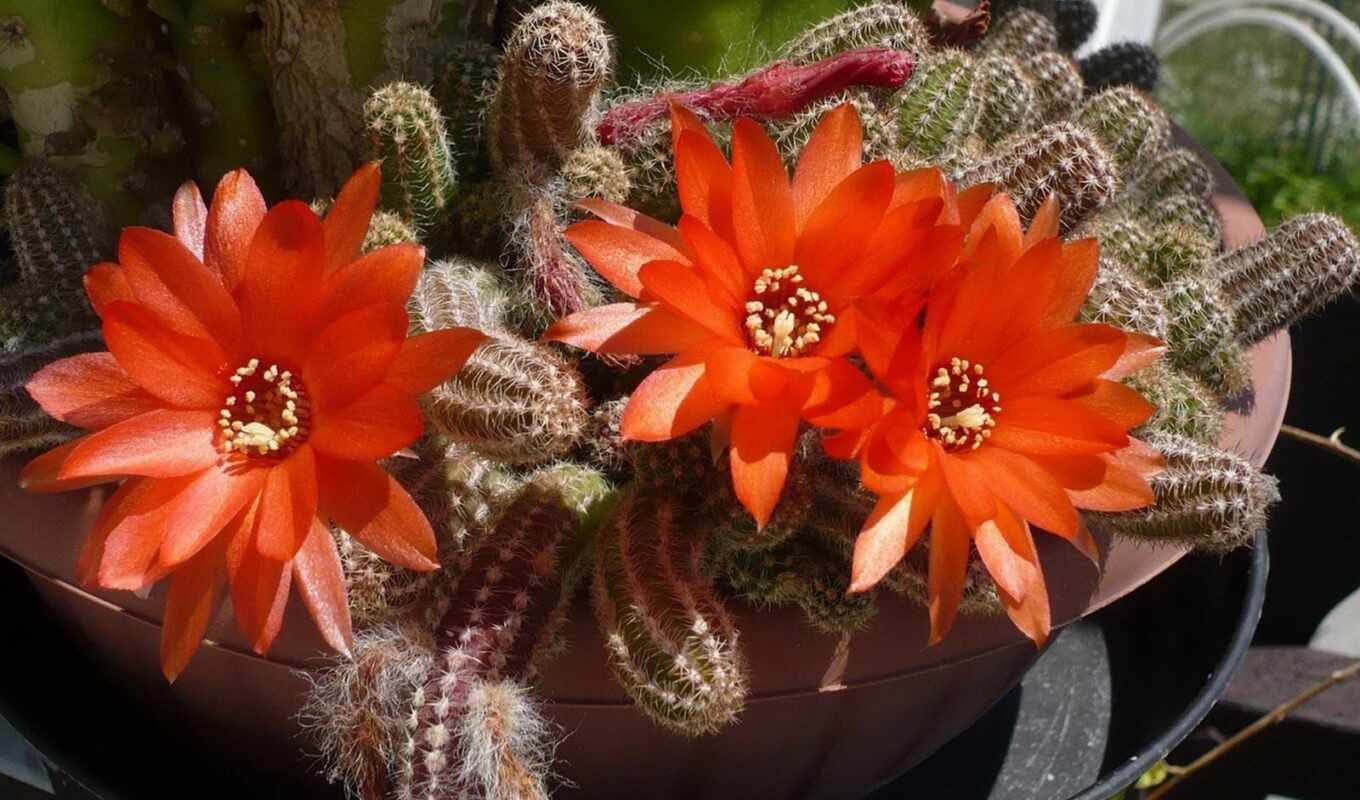 flowers, love, background, picture, contain, desert, hedgehog, cactus, flower