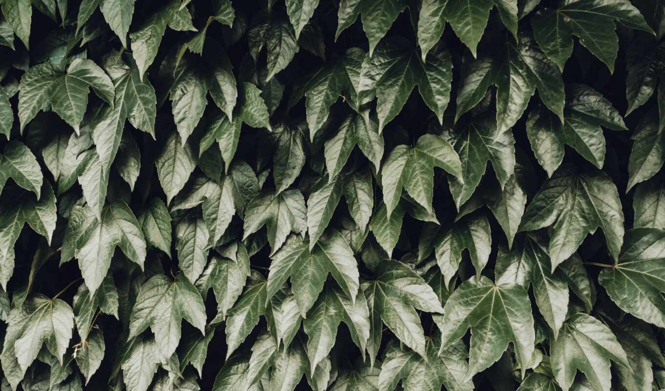 see, листва, leaf, bush