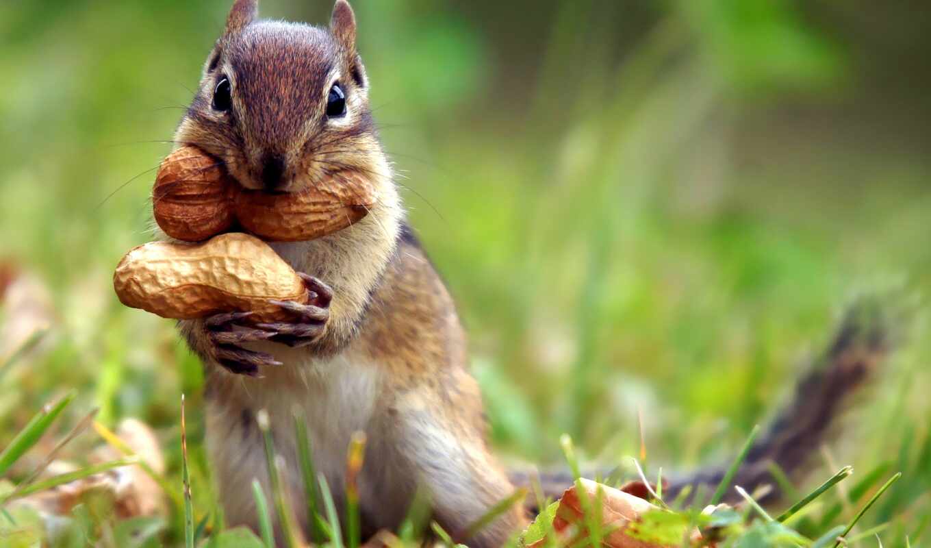 photo, squirrels