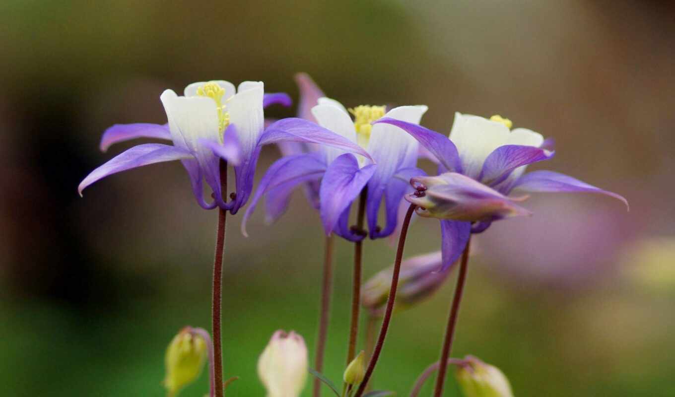 flowers, purple, aquilegia
