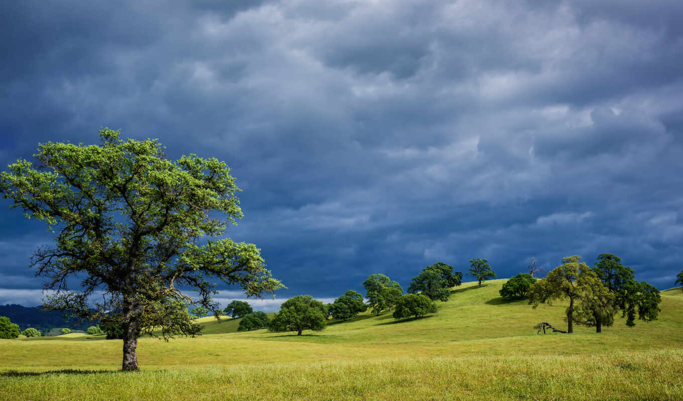 природа, дерево, трава, landscape, california, usa, весна, hill