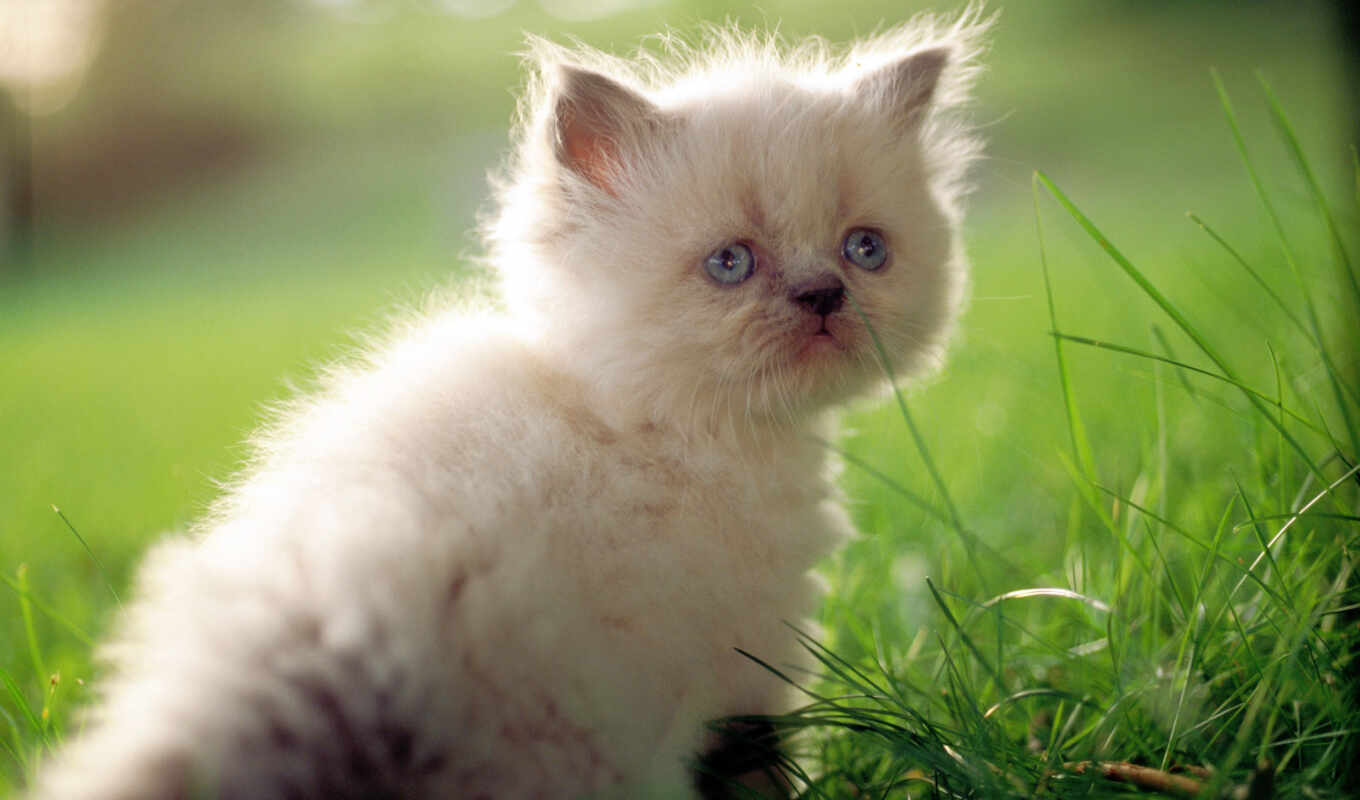 cat, kot, kitty, grass, cat
