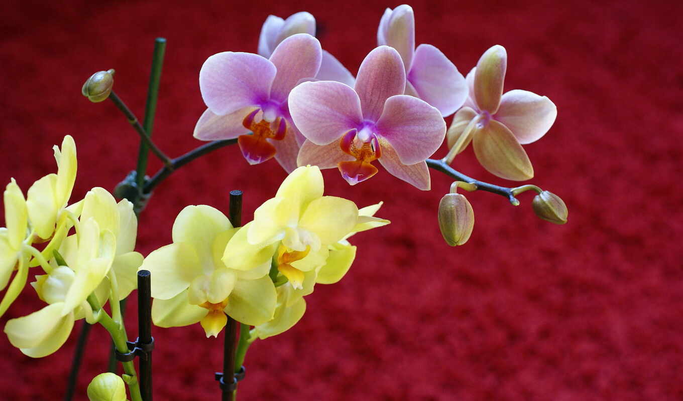 цветы, самые, красивые, орхидеи, рисунки