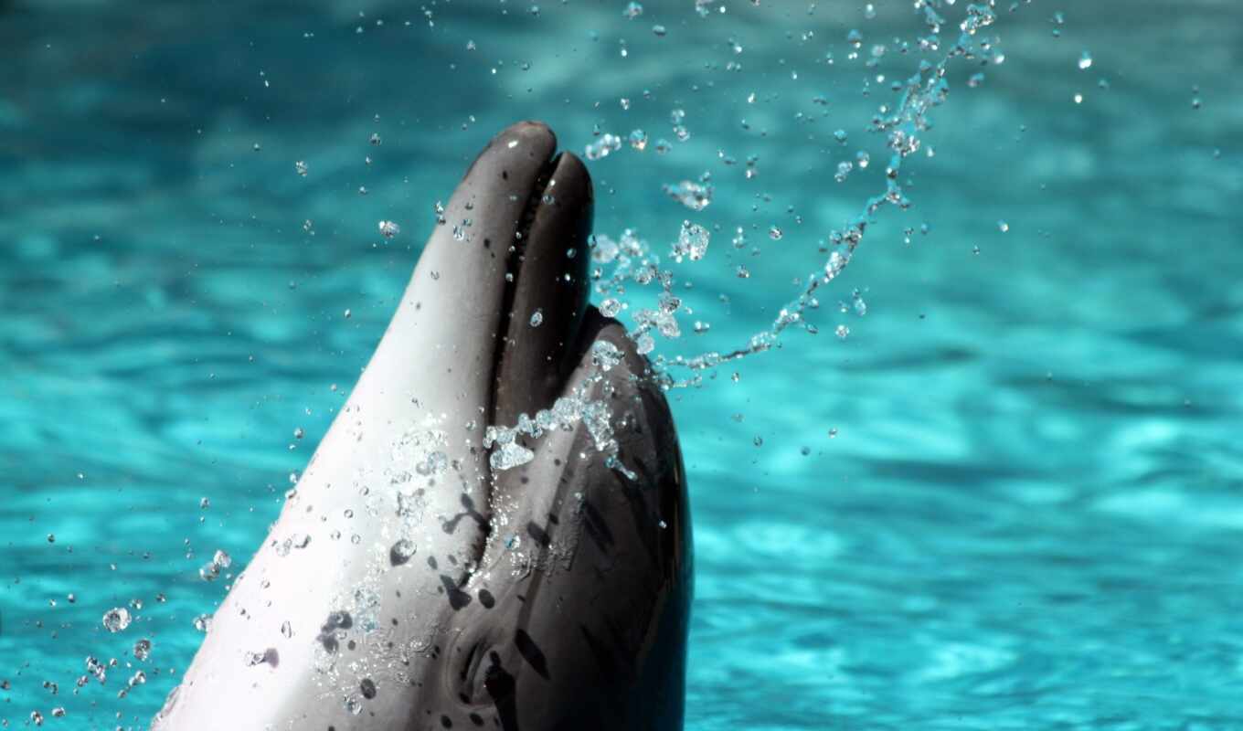water, under, sea, dolphins, dolphin, splashes, with water