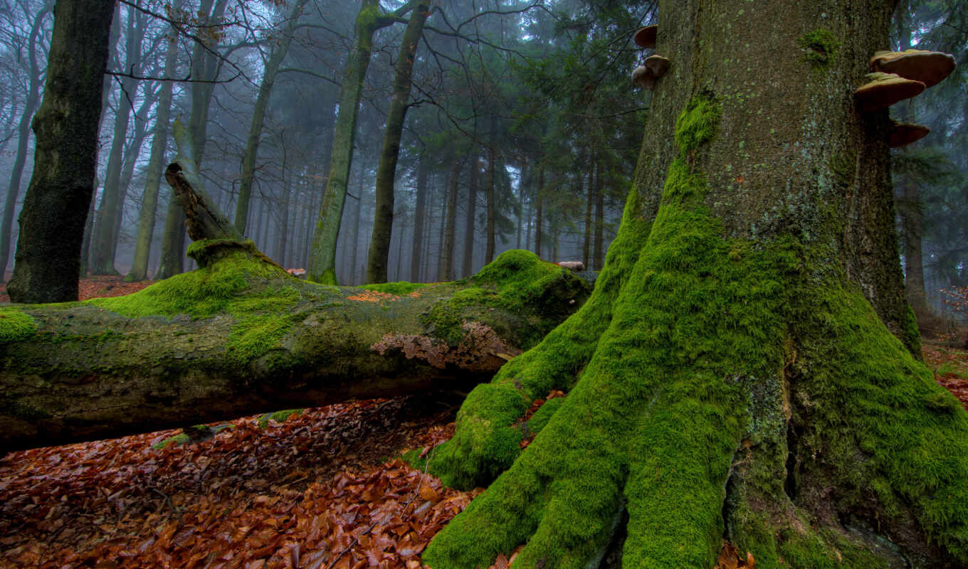 nature, tree, forest, moss, trees, trees