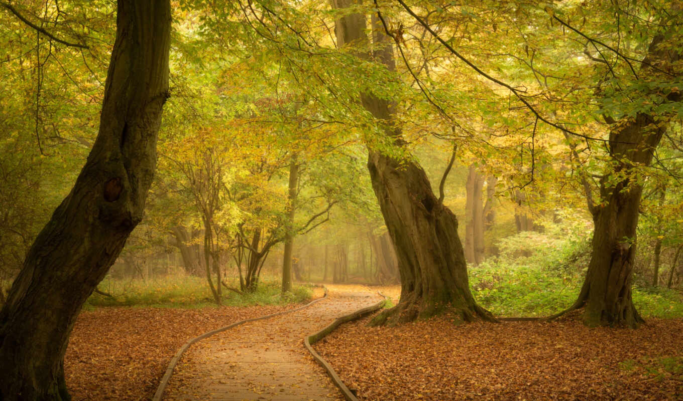 nature, tree, autumn, tapety, park, pulpit, path, track, leaf, fore