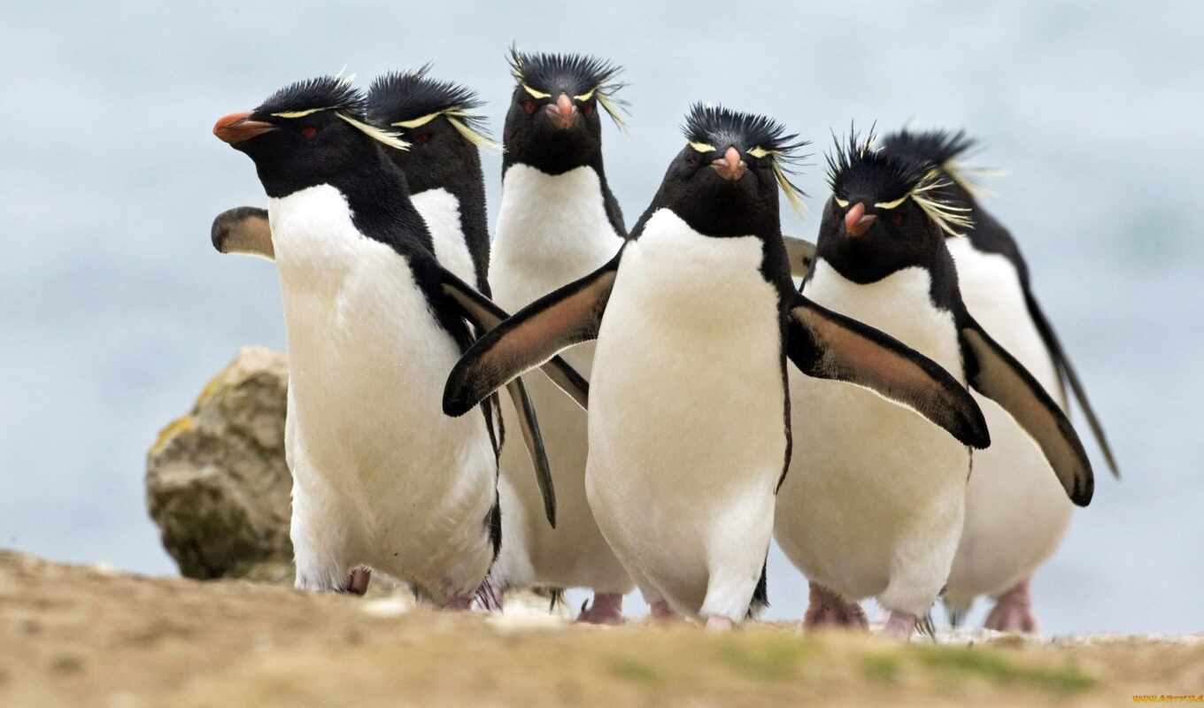water, animal, funny, красивый, два, пингвин, перо, move, bite, бежать