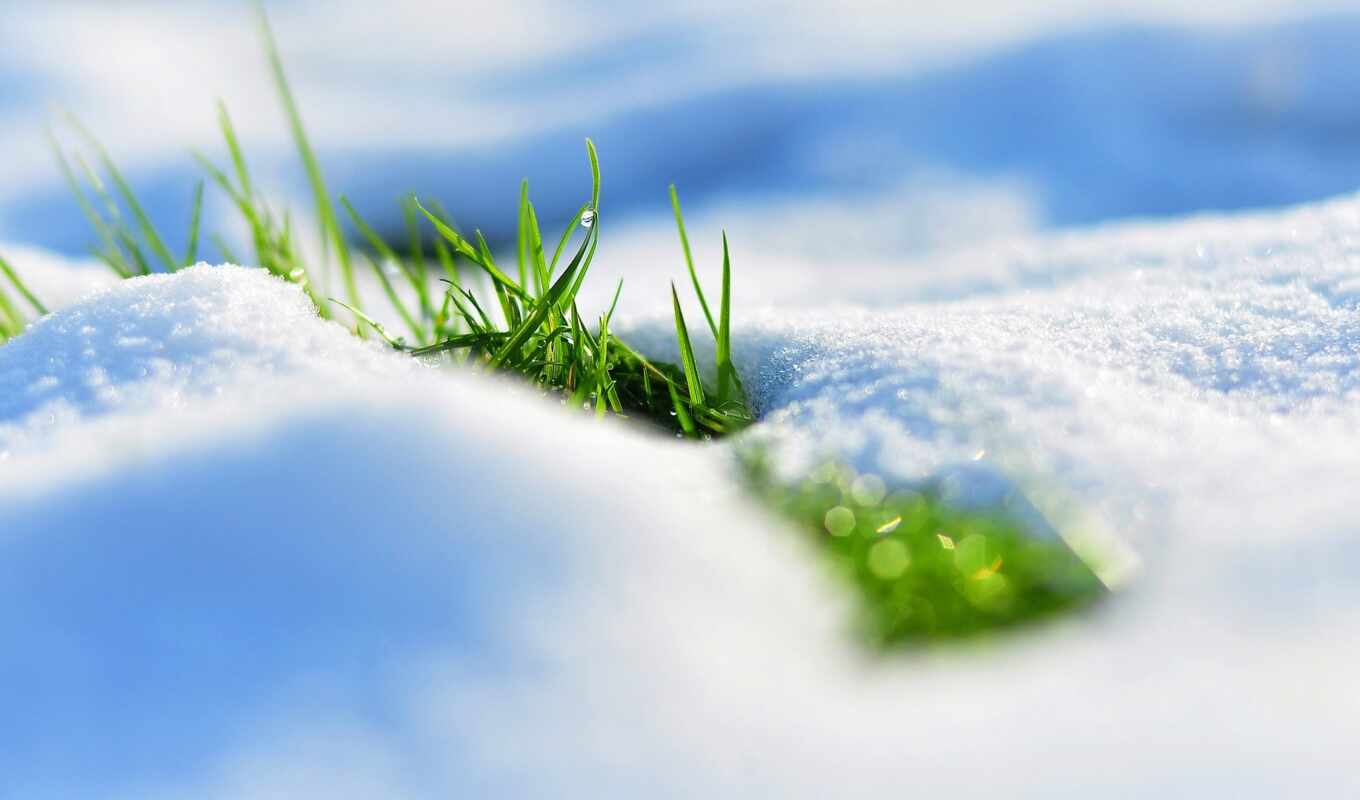 nature, free, grass, snow, winter, spring, melt