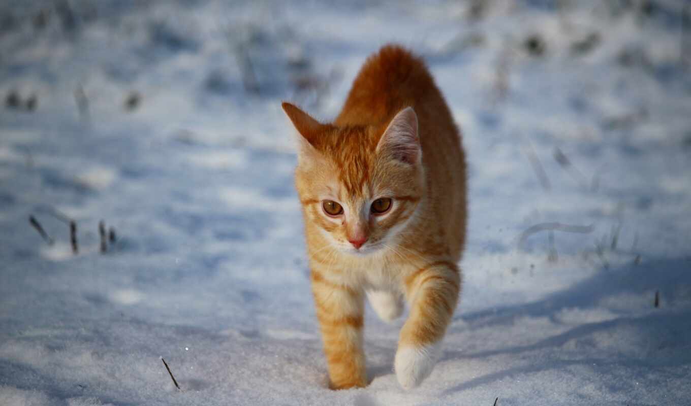 snow, winter, cat