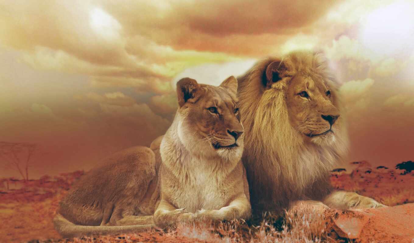 photo, background, lion, couple, animal, male, lioness