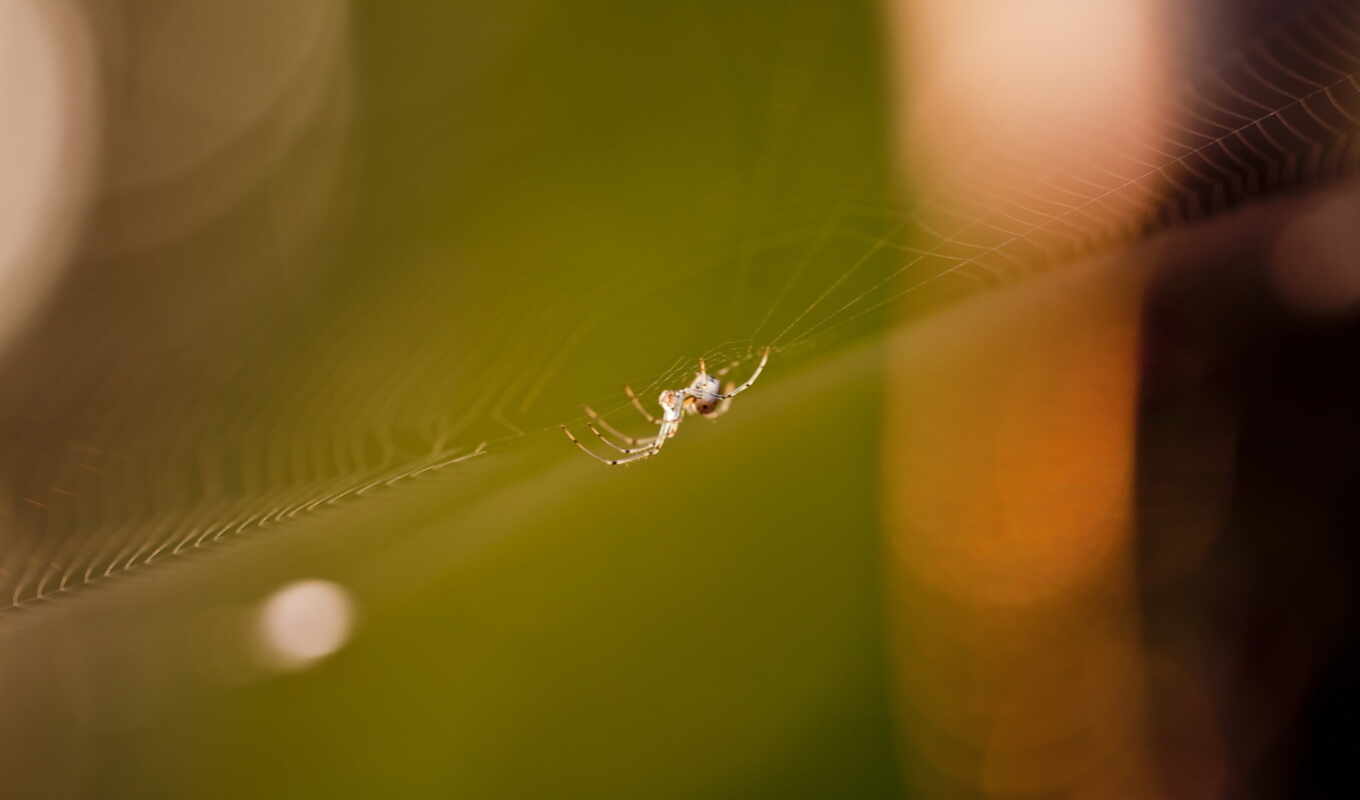 nature, picture, web, spider