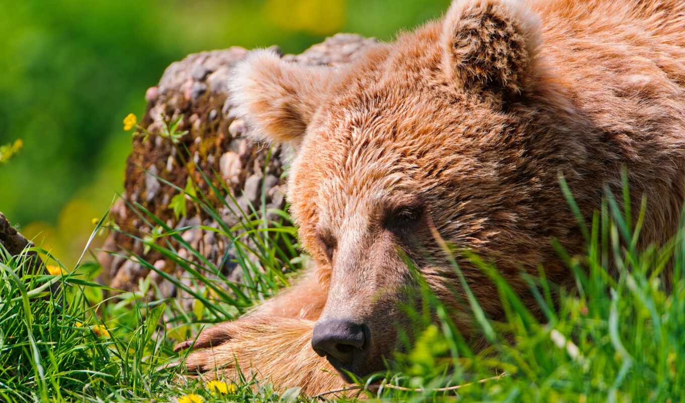 video, brown, rest, bear, muzzle, popular, tired