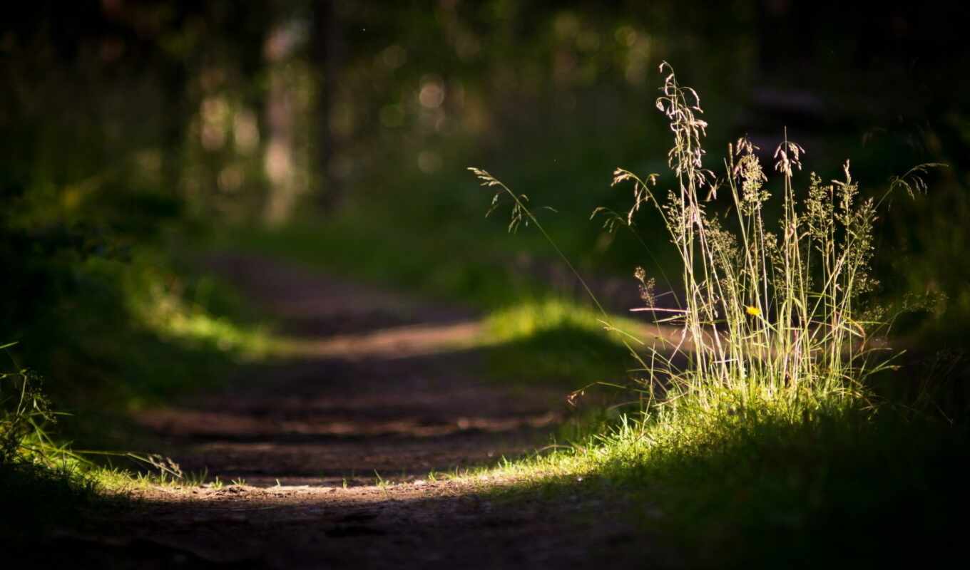 nature, light, macro, grass, forest, road