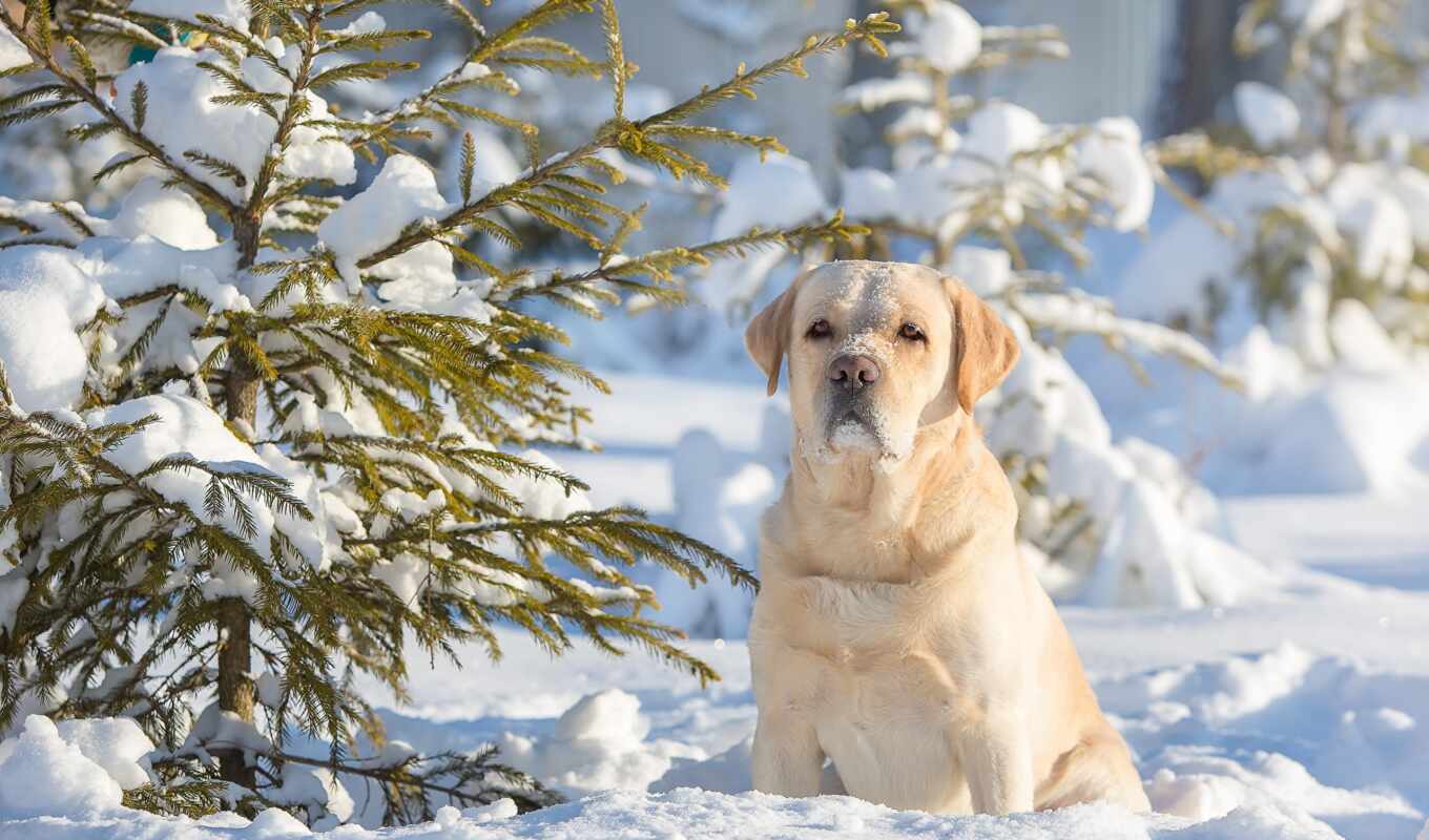 android, snow, dog, dogs, snow, Labrador