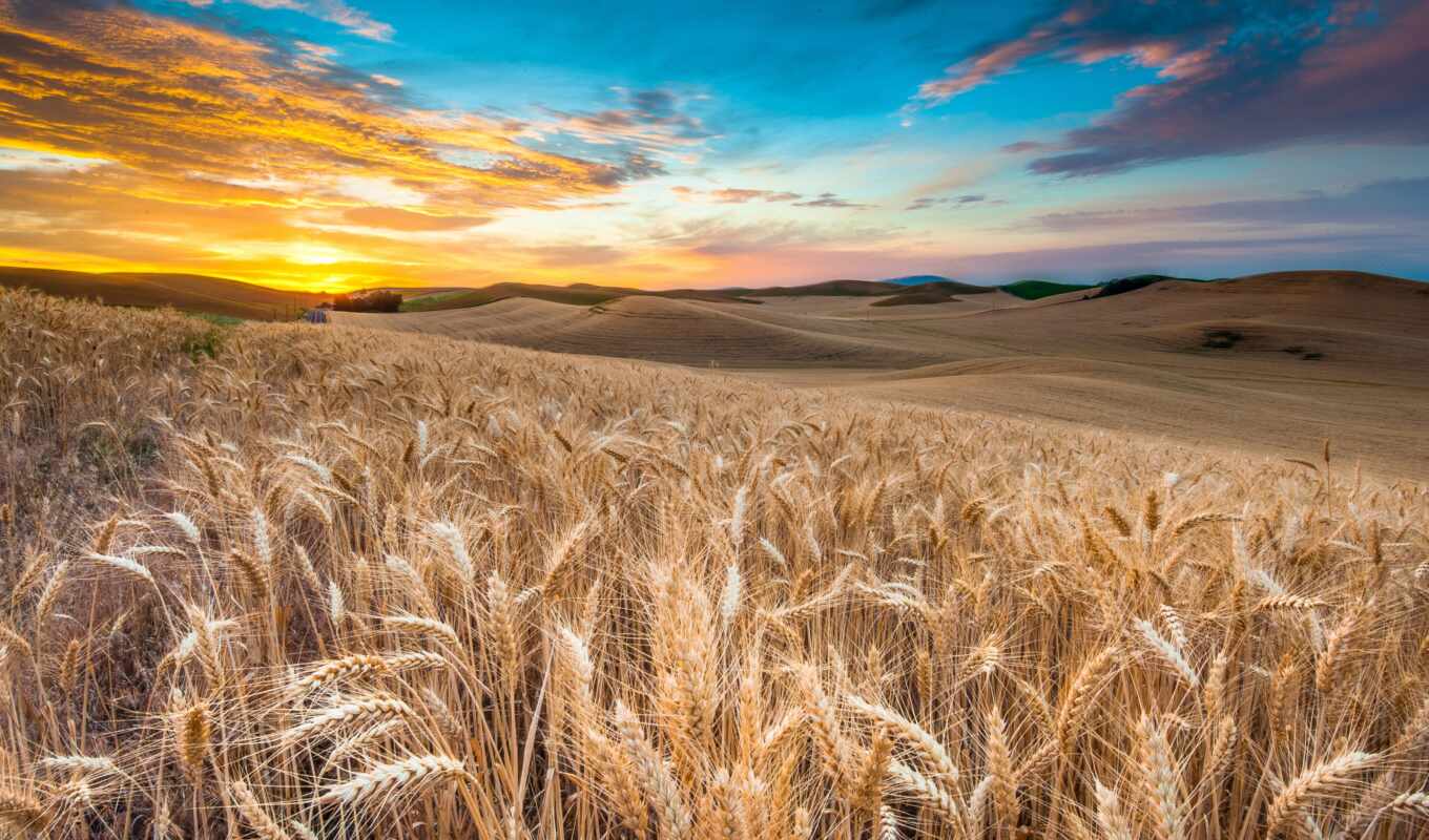 буря, поле, daily, облако, колосок, ферма, ukrainian, пшеница, rural, muzica
