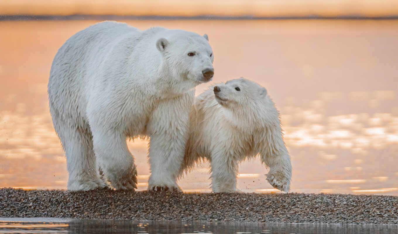 subject matter, bear, the cub, baby, arctic, polar