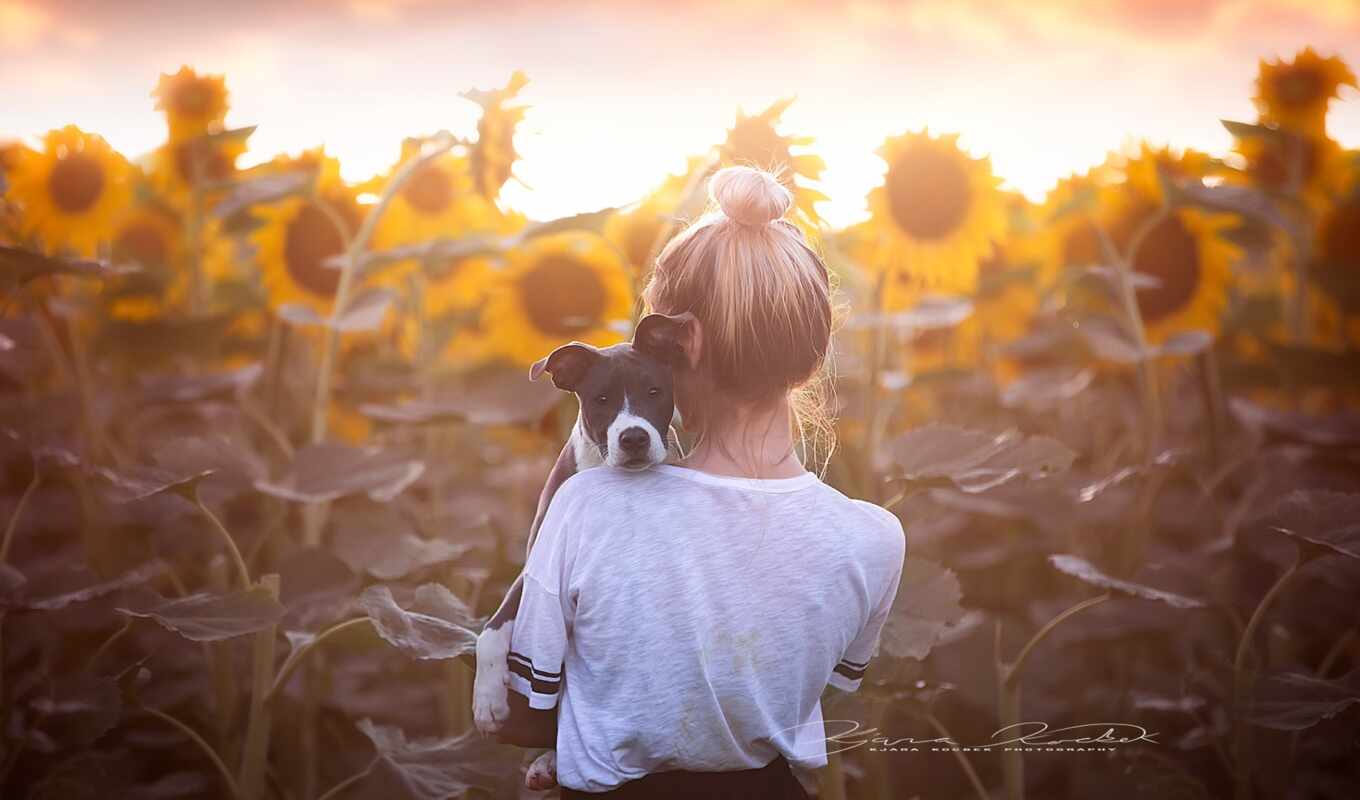 flowers, girl, blonde, sunflower, dog, back, mood