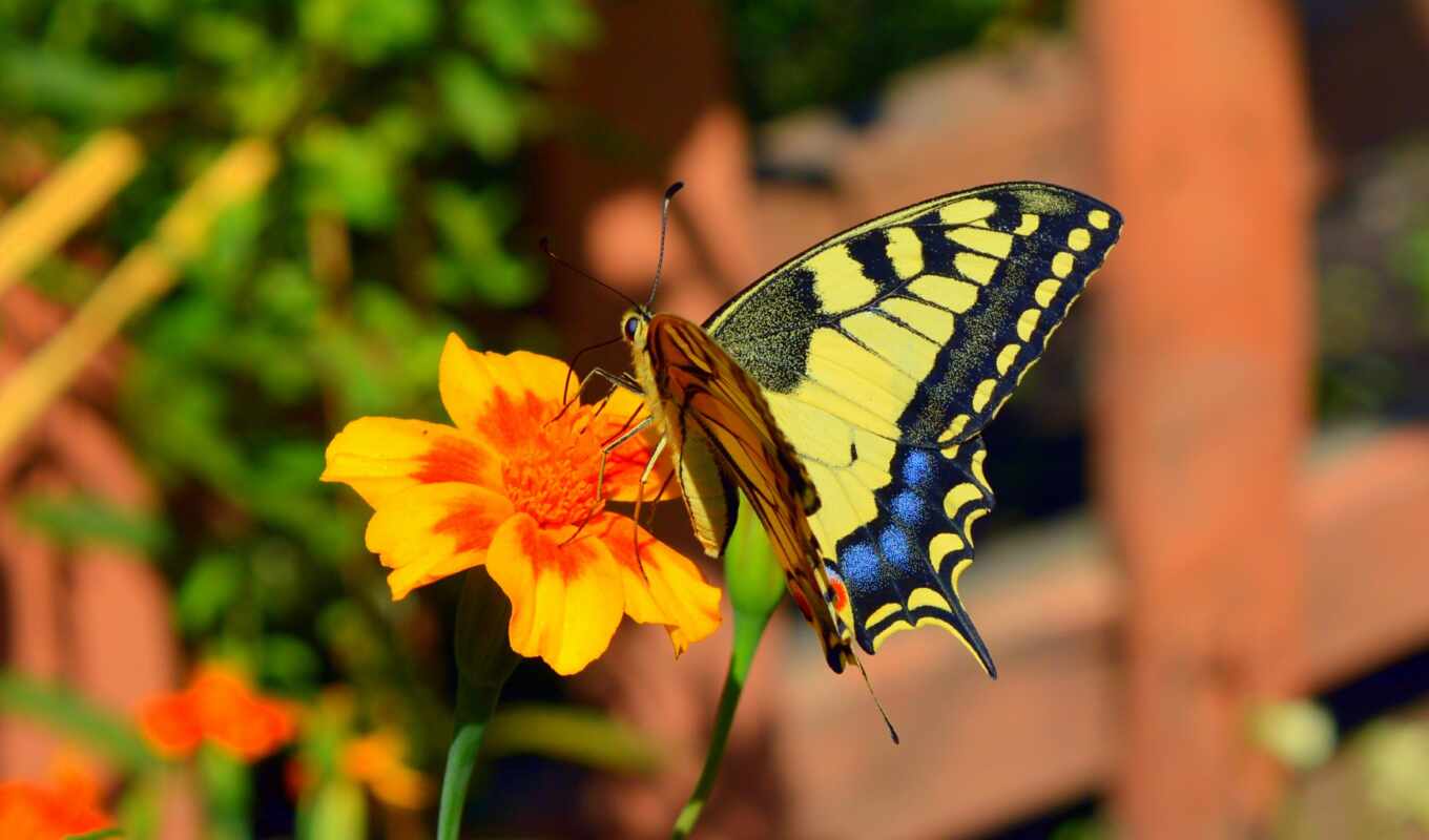 бабочка, yellow, swallowtail