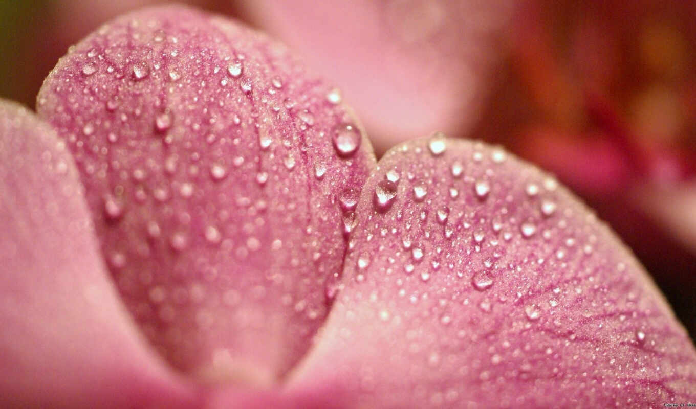 picture, drops, macro, nature, photography, pink, petal, dew, flower, petals