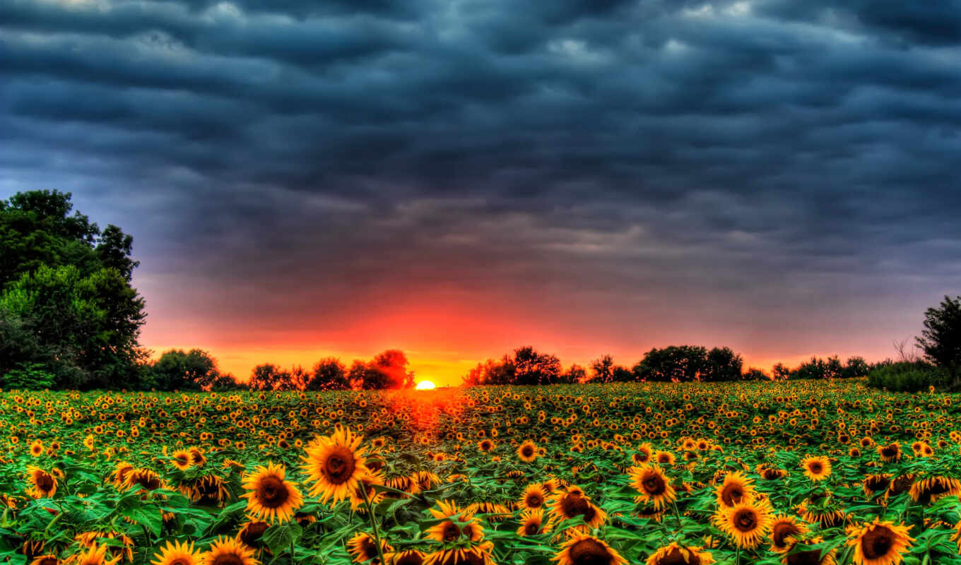 sky, flowers, pictures, field, pin, trees, sunflowers, big, sunflowers