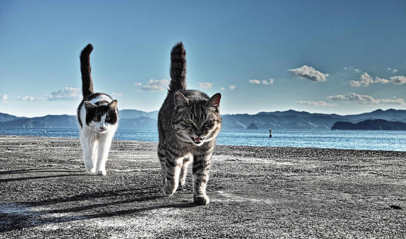 beach, cat, sand, cats, paddock, mountains, two
