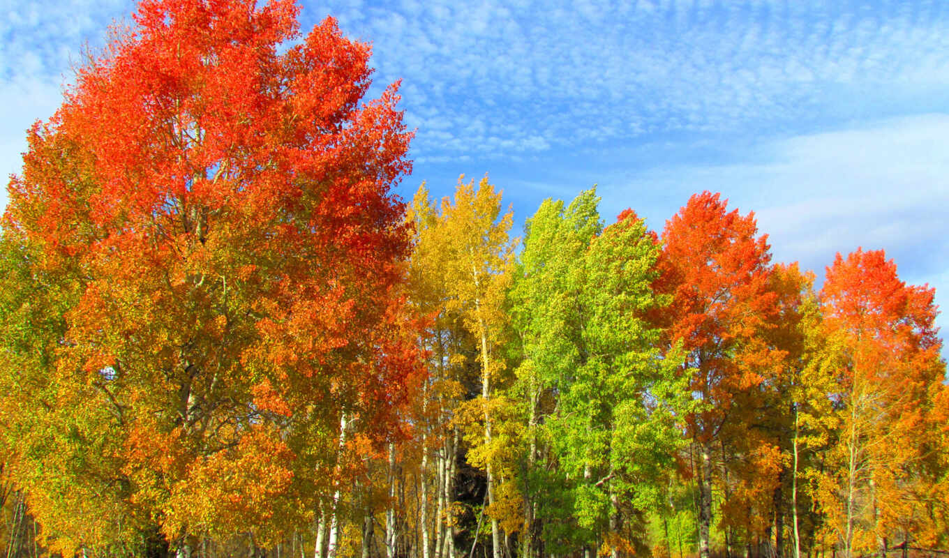 природа, фото, изображение, календарь, осень, trees, плакат