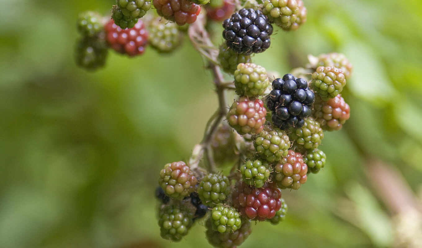 зелёный, blackberry, хвоя, блэк, ежевики, натчез, торнфри