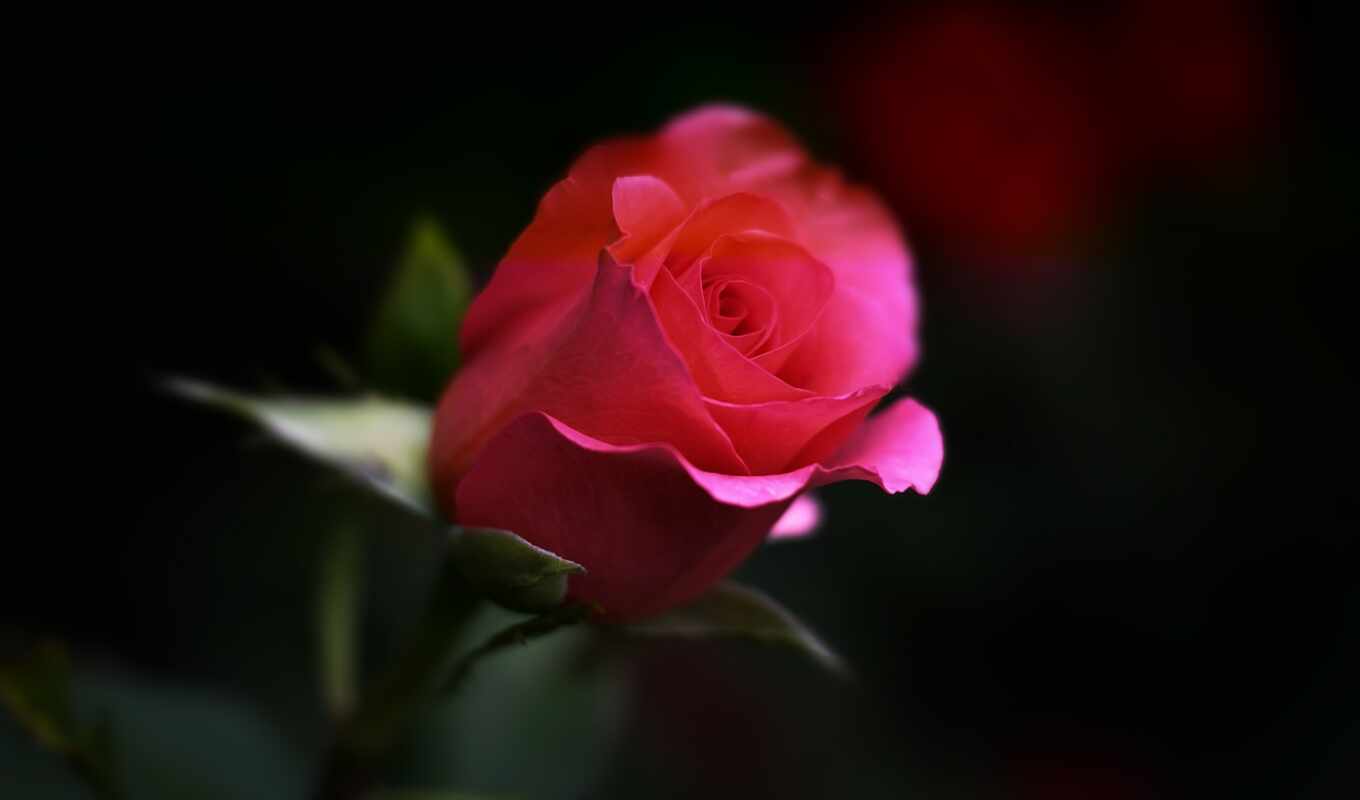 photo, flowers, rose, colors, romance, garden, pink, plant, blossom, English