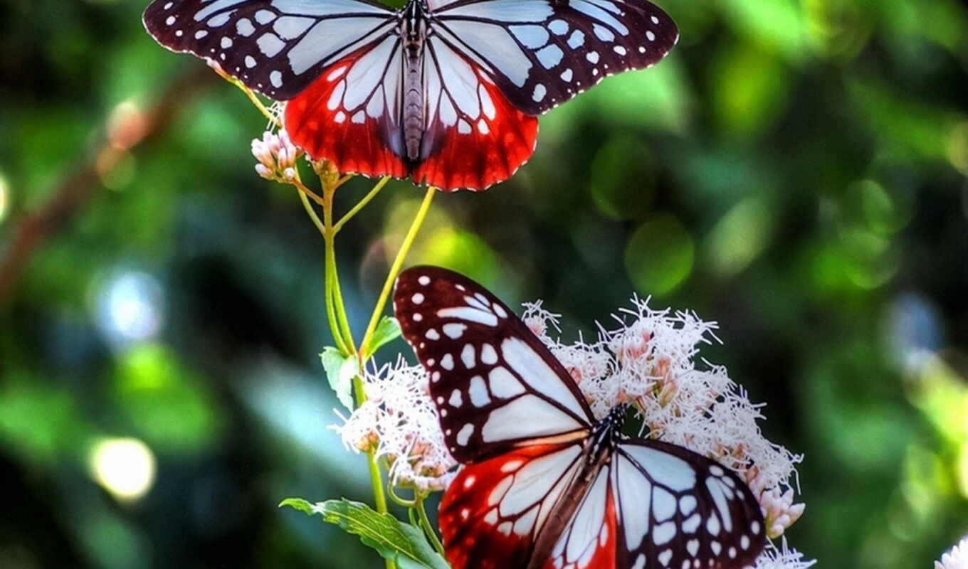природа, цветы, бабочка, animal, красивый, два, alive, narrow, shirokoformatnyi, nezhivoi, makryi