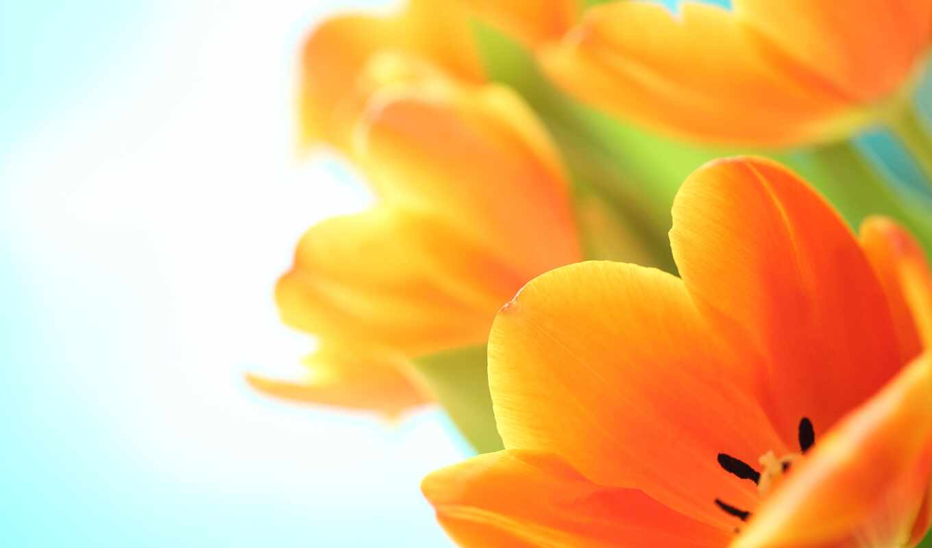 цветы, весна, оранжевый, тюльпан, makryi