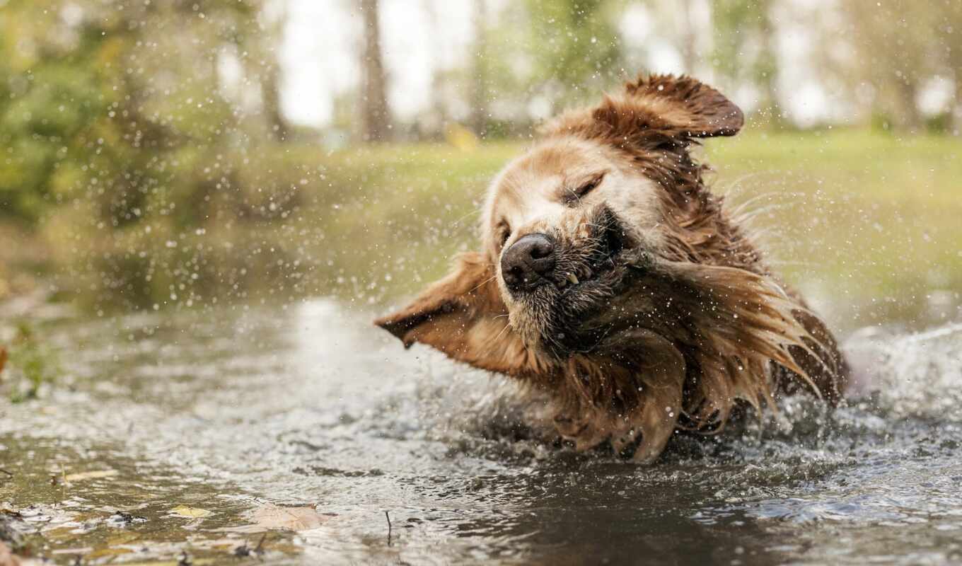 water, dog, animal, retriever