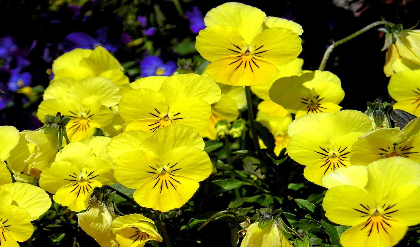 flowers, sun, gold, yellow, seed, coronation, flora