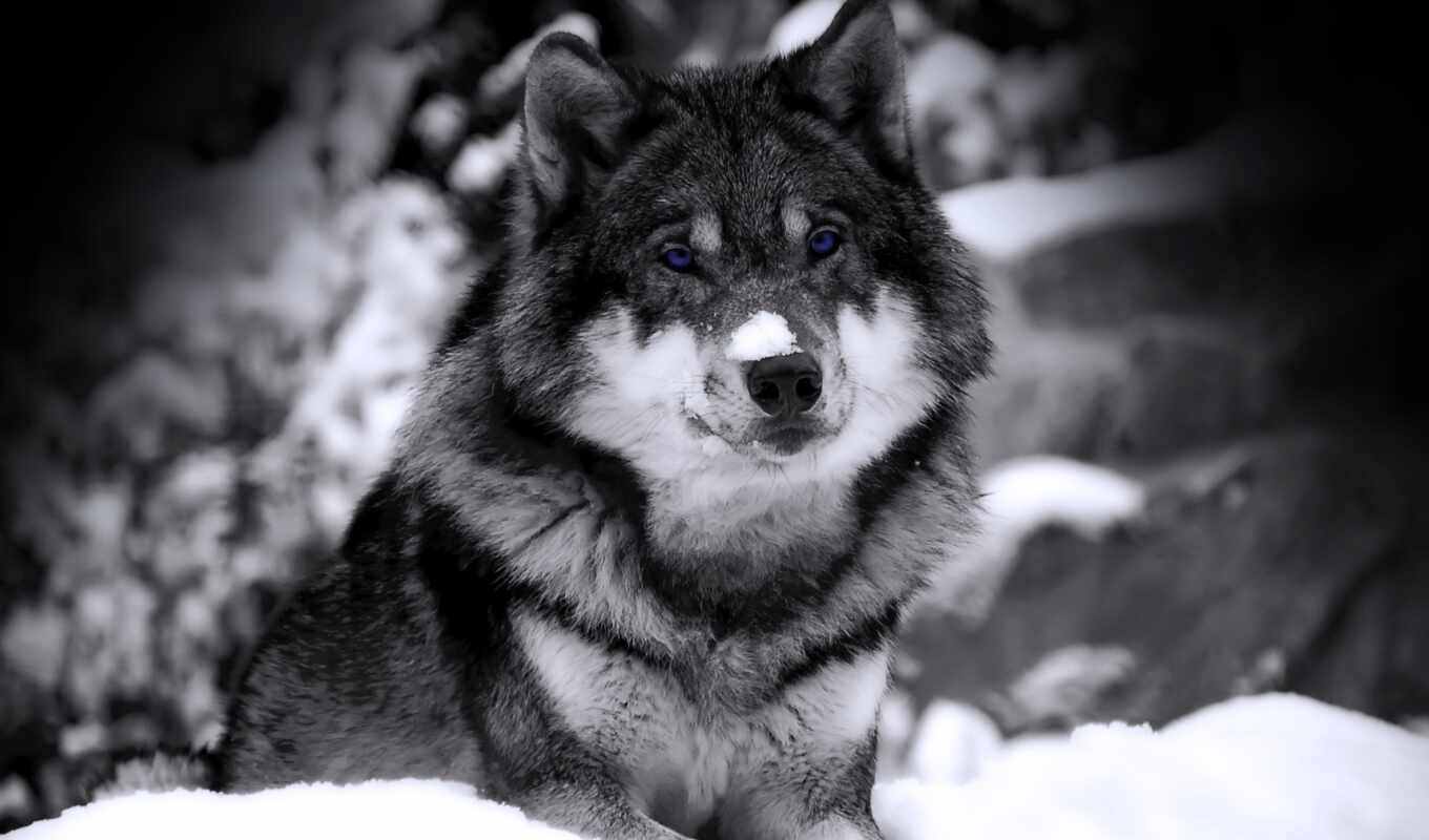 снег, winter, смотреть, хищник, волк, тегам, зверь