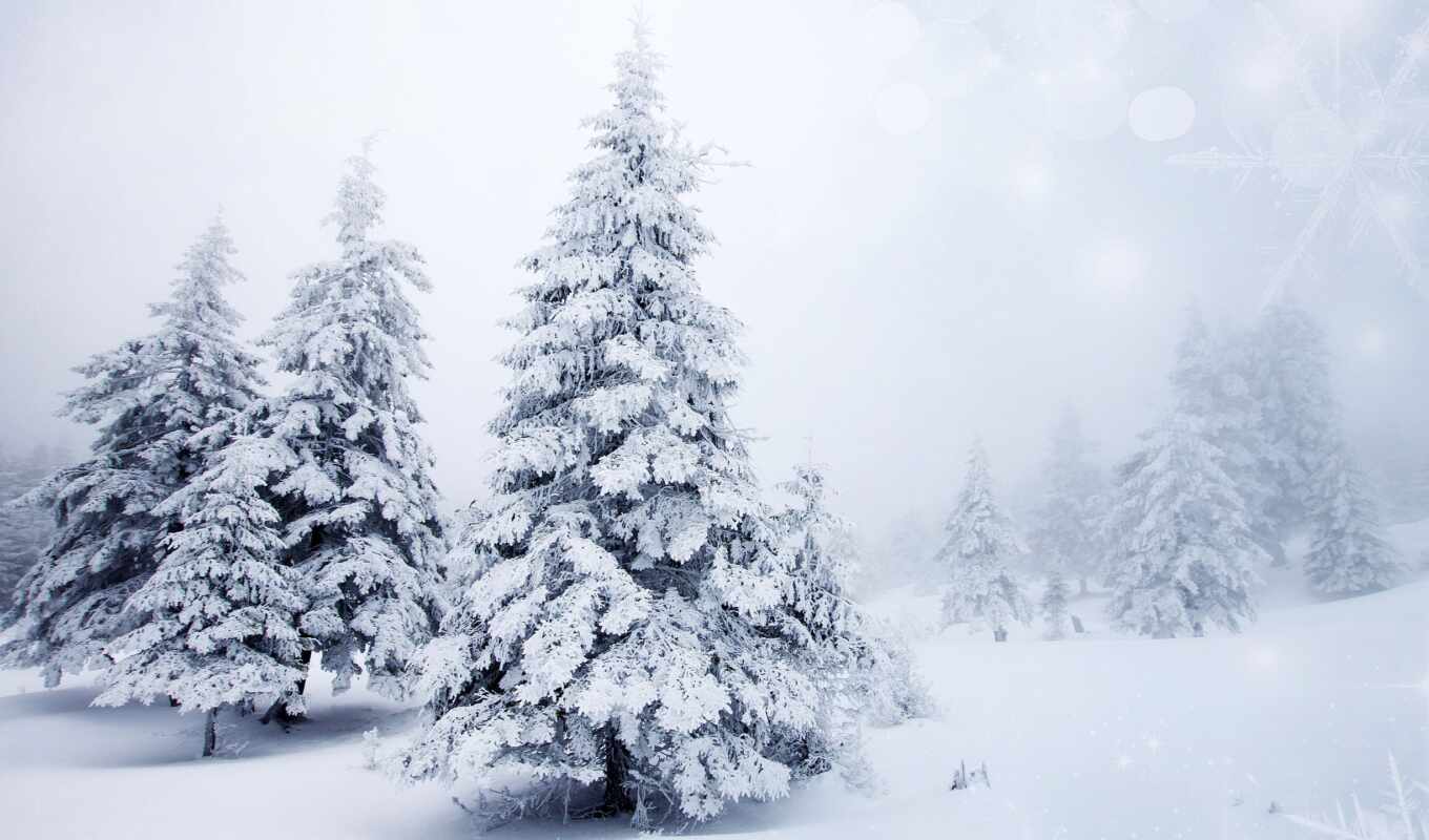 nature, large format, snowflakes, snow, winter, landscape, trees, christmas trees
