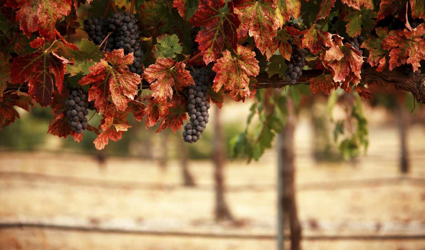 осень, листва, виноград, vineyard, гроздья