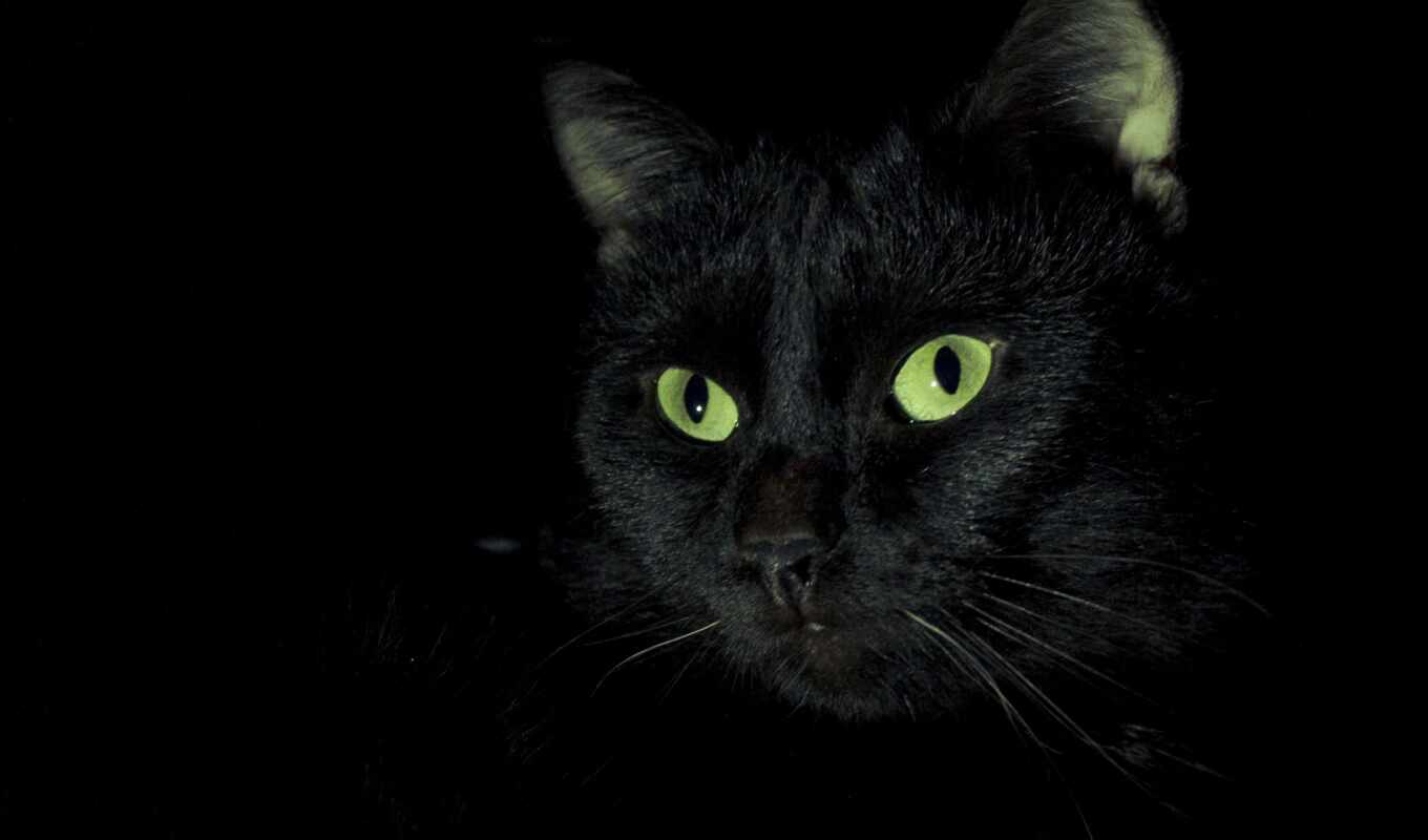 black, черная, кот, кошки, коты, морда, zhivotnye, черной, котики