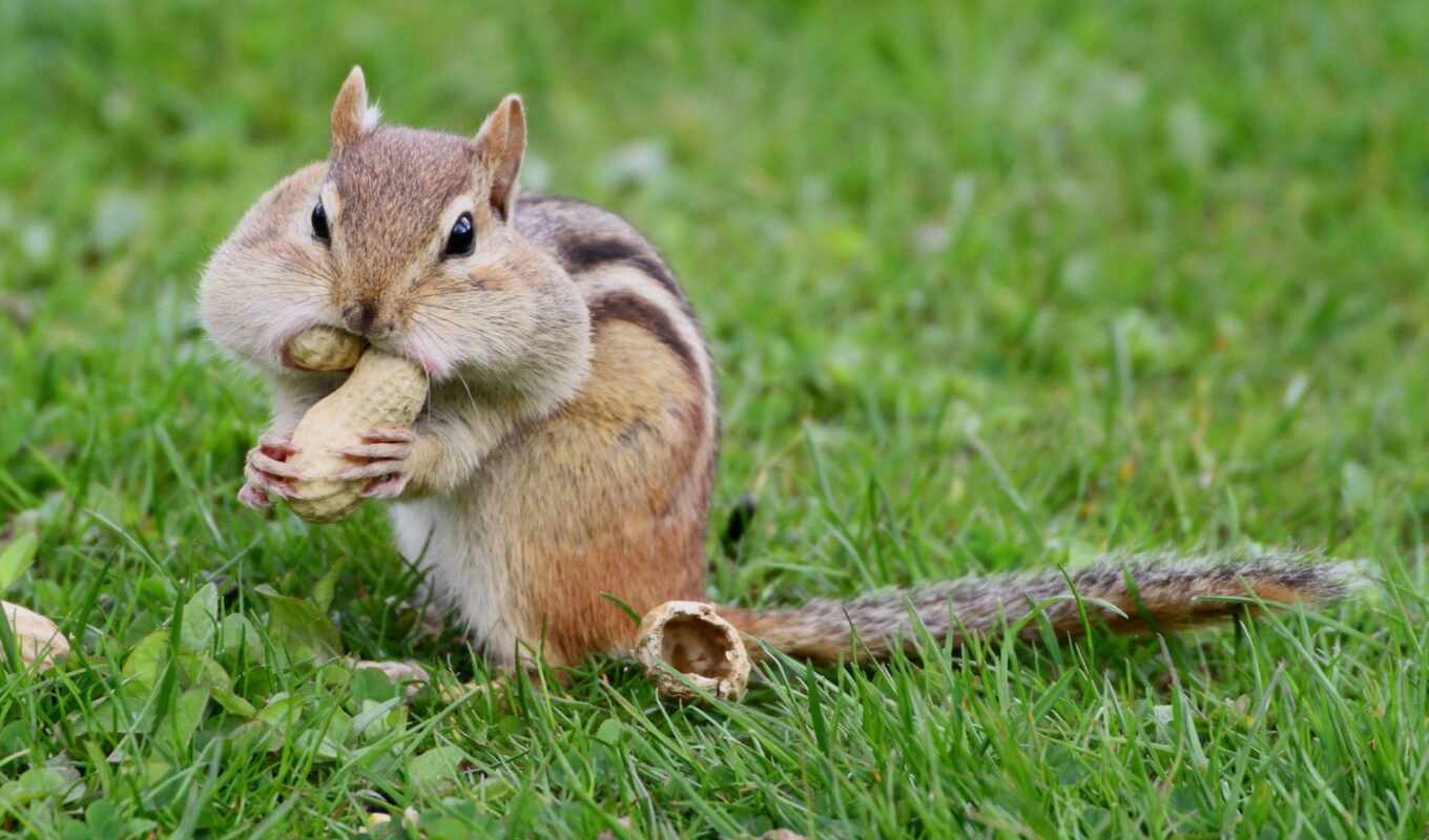 nuts, bourundo