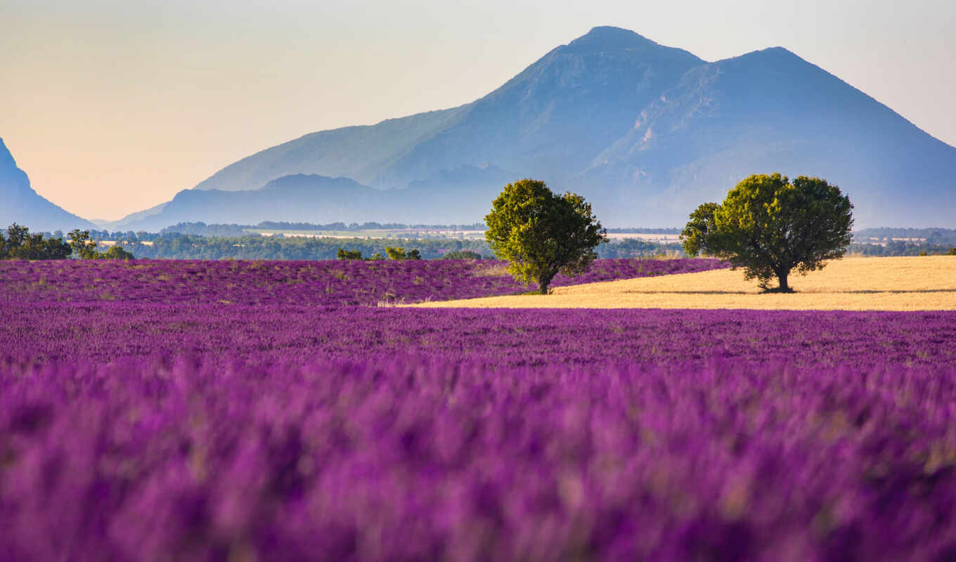 цветы, гора, поле, lavender, прованс, francii, valensolit