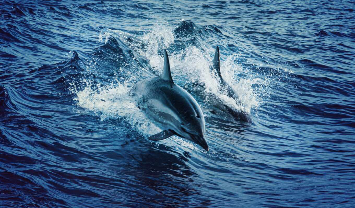 вода, дельфины