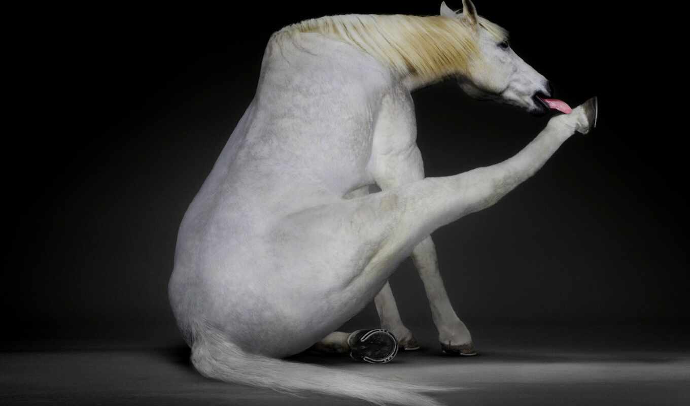 white, horse, mane, tail