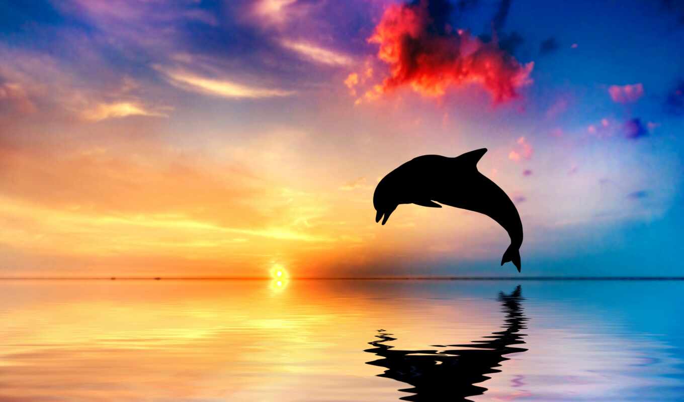 красивый, дельфина