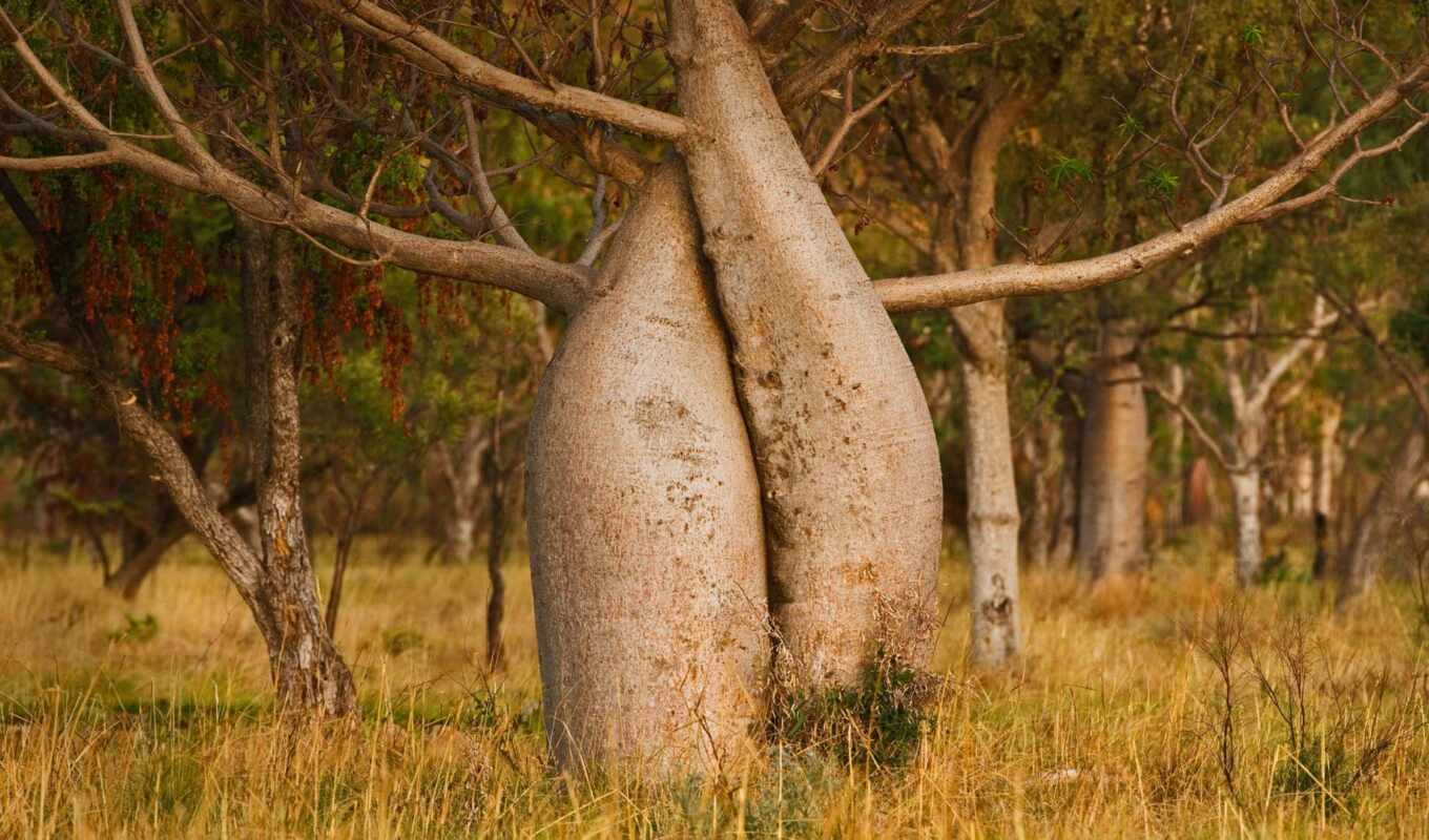 дерево, baobab