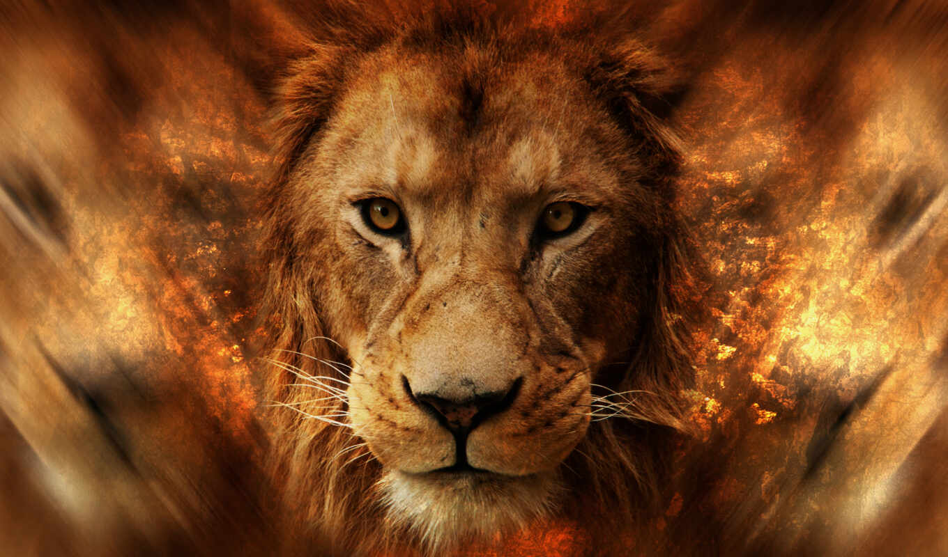 lion, eyes, animal, Africa