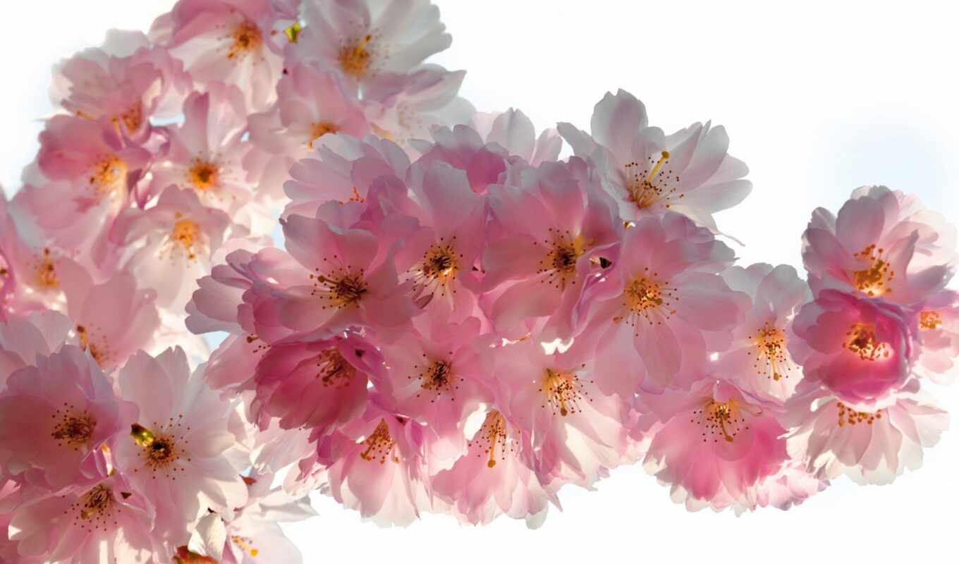 flowers, cherry, pink, spring, sakura