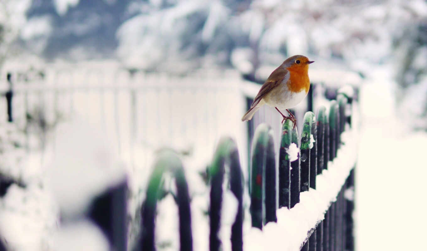 снег, winter, птица, animal, забор