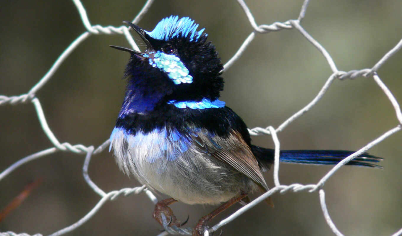 blue, fairy, superb, wren