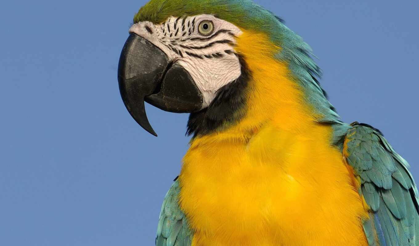 птица, попугай, yellow, macaw