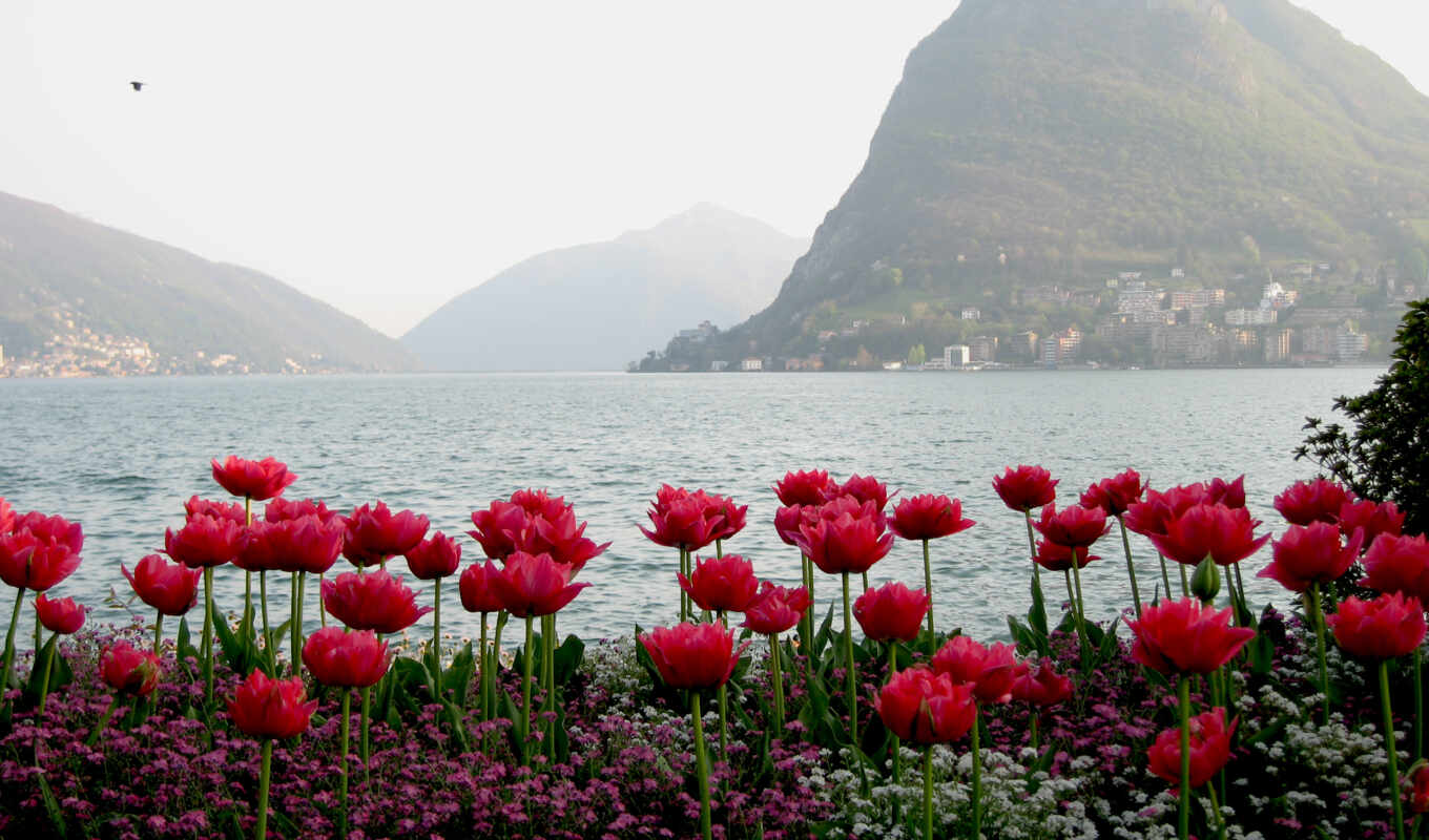 горы, тюльпаны, вода, цветы, hissə, вид, flowers, туман, весна, 